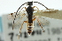  ( - CNCHYM 01378)  @11 [ ] CreativeCommons - Attribution (2011) CNC/CBG Photography Group Centre for Biodiversity Genomics