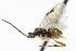  ( - CNCHYM 01395)  @11 [ ] CreativeCommons - Attribution (2011) CNC/CBG Photography Group Centre for Biodiversity Genomics