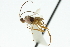  ( - CNCHYM 01416)  @11 [ ] CreativeCommons - Attribution (2011) CNC/CBG Photography Group Centre for Biodiversity Genomics
