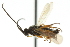  (Microgaster brittoni - CNCHYM 01580)  @11 [ ] CreativeCommons - Attribution (2011) CNC/CBG Photography Group Centre for Biodiversity Genomics