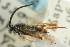  (Microgaster campestris - CNCHYM 01581)  @11 [ ] CreativeCommons - Attribution (2011) CNC/CBG Photography Group Centre for Biodiversity Genomics