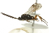  ( - CNCHYM 01582)  @13 [ ] CreativeCommons - Attribution (2011) CNC/CBG Photography Group Centre for Biodiversity Genomics