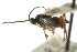  ( - CNCHYM 01583)  @12 [ ] CreativeCommons - Attribution (2011) CNC/CBG Photography Group Centre for Biodiversity Genomics