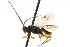  ( - CNCHYM 01587)  @11 [ ] CreativeCommons - Attribution (2011) CNC/CBG Photography Group Centre for Biodiversity Genomics