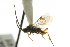  ( - CNCHYM 01588)  @11 [ ] CreativeCommons - Attribution (2011) CNC/CBG Photography Group Centre for Biodiversity Genomics
