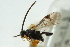  ( - CNCHYM 01589)  @11 [ ] CreativeCommons - Attribution (2011) CNC/CBG Photography Group Centre for Biodiversity Genomics