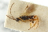  (Microgaster chrysosternis - CNCHYM 01594)  @11 [ ] CreativeCommons - Attribution (2011) CNC/CBG Photography Group Centre for Biodiversity Genomics