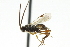  (Microgaster epagoges - CNCHYM 01603)  @14 [ ] CreativeCommons - Attribution (2011) CNC/CBG Photography Group Centre for Biodiversity Genomics