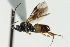  ( - CNCHYM 01738)  @13 [ ] CreativeCommons - Attribution (2011) CNC/CBG Photography Group Centre for Biodiversity Genomics