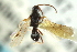  ( - CNCHYM 01769)  @12 [ ] CreativeCommons - Attribution (2011) CNC/CBG Photography Group Centre for Biodiversity Genomics