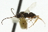  ( - CNCHYM 01770)  @12 [ ] CreativeCommons - Attribution (2011) CNC/CBG Photography Group Centre for Biodiversity Genomics