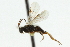 ( - CNCHYM 01774)  @12 [ ] CreativeCommons - Attribution (2011) CNC/CBG Photography Group Centre for Biodiversity Genomics