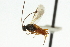  ( - CNCHYM 01798)  @11 [ ] CreativeCommons - Attribution (2011) CNC/CBG Photography Group Centre for Biodiversity Genomics