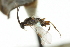  ( - CNCHYM 03138)  @11 [ ] CreativeCommons - Attribution (2011) CNC/CBG Photography Group Centre for Biodiversity Genomics
