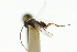  ( - CNCHYM 03139)  @11 [ ] CreativeCommons - Attribution (2011) CNC/CBG Photography Group Centre for Biodiversity Genomics