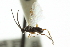  ( - CNCHYM 03145)  @11 [ ] CreativeCommons - Attribution (2011) CNC/CBG Photography Group Centre for Biodiversity Genomics
