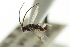  ( - CNCHYM 03176)  @11 [ ] CreativeCommons - Attribution (2011) CNC/CBG Photography Group Centre for Biodiversity Genomics