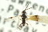  ( - CNCHYM 03179)  @11 [ ] CreativeCommons - Attribution (2011) CNC/CBG Photography Group Centre for Biodiversity Genomics