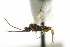  ( - CNCHYM 03208)  @11 [ ] CreativeCommons - Attribution (2011) CNC/CBG Photography Group Centre for Biodiversity Genomics