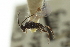  ( - CNCHYM 03209)  @11 [ ] CreativeCommons - Attribution (2011) CNC/CBG Photography Group Centre for Biodiversity Genomics