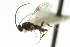  ( - CNCHYM 03210)  @11 [ ] CreativeCommons - Attribution (2011) CNC/CBG Photography Group Centre for Biodiversity Genomics