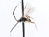  ( - CNCHYM 00196)  @11 [ ] CreativeCommons - Attribution (2011) CNC/CBG Photography Group Centre for Biodiversity Genomics