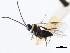  ( - CNCHYM 00216)  @12 [ ] CreativeCommons - Attribution (2011) CNC/CBG Photography Group Centre for Biodiversity Genomics