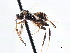  ( - CNCHYM 00224)  @11 [ ] CreativeCommons - Attribution (2011) CNC/CBG Photography Group Centre for Biodiversity Genomics