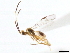  (Austrocotesia croizati - CNCHYM 00241)  @11 [ ] CreativeCommons - Attribution (2011) CNC/CBG Photography Group Centre for Biodiversity Genomics
