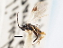  ( - CNCHYM 00248)  @11 [ ] CreativeCommons - Attribution (2011) CNC/CBG Photography Group Centre for Biodiversity Genomics