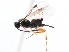  ( - CNCHYM 00250)  @11 [ ] CreativeCommons - Attribution (2011) CNC/CBG Photography Group Centre for Biodiversity Genomics