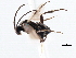  ( - CNCHYM 00301)  @11 [ ] CreativeCommons - Attribution (2011) CNC/CBG Photography Group Centre for Biodiversity Genomics