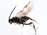  ( - CNCHYM 00302)  @11 [ ] CreativeCommons - Attribution (2011) CNC/CBG Photography Group Centre for Biodiversity Genomics