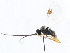 ( - CNCHYM 00340)  @11 [ ] CreativeCommons - Attribution (2011) CNC/CBG Photography Group Centre for Biodiversity Genomics