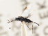  ( - CNCHYM 01048)  @11 [ ] CreativeCommons - Attribution (2011) CNC/CBG Photography Group Centre for Biodiversity Genomics