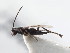  (Dolichogenidea halidayi - CNCHYM 01049)  @12 [ ] CreativeCommons - Attribution (2011) CNC/CBG Photography Group Centre for Biodiversity Genomics