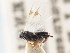  ( - CNCHYM 01070)  @11 [ ] CreativeCommons - Attribution (2011) CNC/CBG Photography Group Centre for Biodiversity Genomics