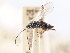  ( - CNCHYM 01072)  @11 [ ] CreativeCommons - Attribution (2011) CNC/CBG Photography Group Centre for Biodiversity Genomics