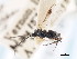  ( - CNCHYM 01073)  @12 [ ] CreativeCommons - Attribution (2011) CNC/CBG Photography Group Centre for Biodiversity Genomics
