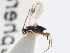  ( - CNCHYM 01079)  @12 [ ] CreativeCommons - Attribution (2011) CNC/CBG Photography Group Centre for Biodiversity Genomics