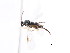  ( - CNCHYM 01082)  @11 [ ] CreativeCommons - Attribution (2011) CNC/CBG Photography Group Centre for Biodiversity Genomics