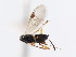  ( - CNCHYM 01083)  @11 [ ] CreativeCommons - Attribution (2011) CNC/CBG Photography Group Centre for Biodiversity Genomics