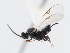  ( - CNCHYM 01087)  @11 [ ] CreativeCommons - Attribution (2011) CNC/CBG Photography Group Centre for Biodiversity Genomics