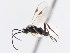  ( - CNCHYM 01090)  @11 [ ] CreativeCommons - Attribution (2011) CNC/CBG Photography Group Centre for Biodiversity Genomics