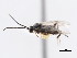  (Dolichogenidea longicauda - CNCHYM 01091)  @12 [ ] CreativeCommons - Attribution (2011) CNC/CBG Photography Group Centre for Biodiversity Genomics