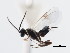  ( - CNCHYM 01092)  @11 [ ] CreativeCommons - Attribution (2011) CNC/CBG Photography Group Centre for Biodiversity Genomics