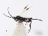  ( - CNCHYM 01095)  @11 [ ] CreativeCommons - Attribution (2011) CNC/CBG Photography Group Centre for Biodiversity Genomics