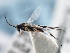  ( - CNCHYM 01096)  @11 [ ] CreativeCommons - Attribution (2011) CNC/CBG Photography Group Centre for Biodiversity Genomics