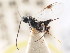  ( - CNCHYM 01113)  @11 [ ] CreativeCommons - Attribution (2011) CNC/CBG Photography Group Centre for Biodiversity Genomics