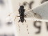  ( - CNCHYM 01145)  @11 [ ] CreativeCommons - Attribution (2011) CNC/CBG Photography Group Centre for Biodiversity Genomics